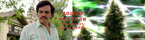 прущие грибы Армянск